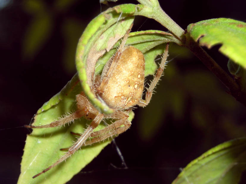 Araneus diadematus
